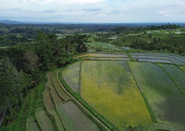 Sarı pirinç tarlası - Jatiluwih Rice Terasları, Bali, Endonezya