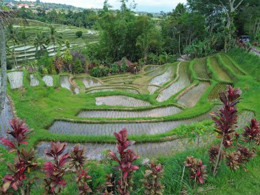 Rice terraces - Jatiluwih Rice Terraces, Bali, Indonesia clipart
