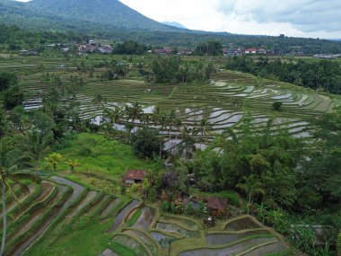 Bali 'nin merkezindeki manzara - Jatiluwih Rice Terasları, Bali, Endonezya