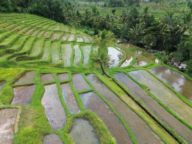 Pirinç merdivenleri - Jatiluwih Rice Terasları, Bali, Endonezya