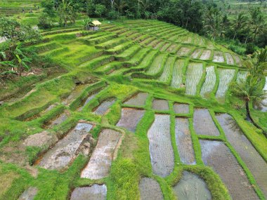 Pirinç merdivenlerine bakın - Jatiluwih Rice Terasları, Bali, Endonezya