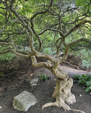 Japon akçaağacı - Pennsylvania