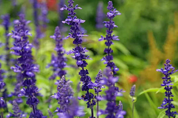 Adaçayı çiçekleri - Quebec City, Kanada 'da park