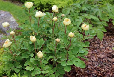 Sarı şakayık çalısı - Asticou Azalea Bahçesi, Maine