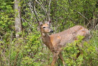 Taze yeşil ormanda dişi geyik, Acadia Ulusal Parkı, Maine