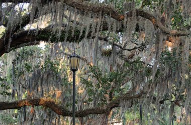 Meşe ağacının altındaki fener - Forsyth Park, Savannah, Georgia