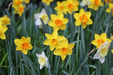Nergis çiçekleri - taze jonquil çiçekleri