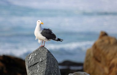 Kayadaki martı - Monterey Körfezi, Kaliforniya 