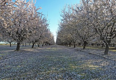 Şubat, Badem Bahçesi - Kaliforniya