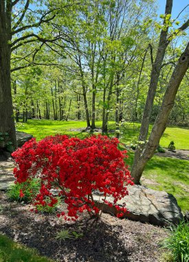 Parkta ilkbahar dikey - Virginia