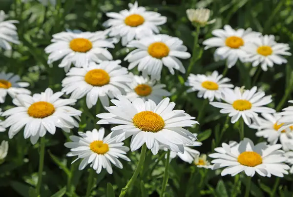 Oxeye papatya çiçekleri - Kanada