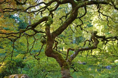 Güzel akçaağaç gövdesi Portland Japon bahçesi, Oregon