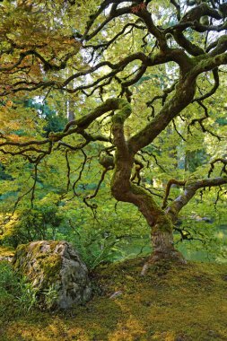 Kaya ve ağaç dikey - Portland Japon Bahçesi, Oregon