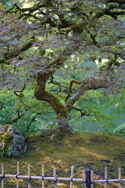 Dikey çitin arkasındaki ağaç Portland Japon Bahçesi, Oregon.