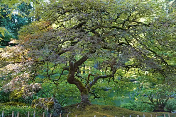 Japon akçaağacı - Portland Japon bahçesi, Oregon