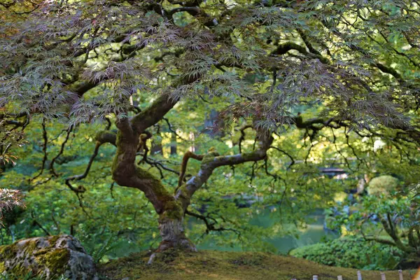 Gezici Göl 'deki ağaç Portland Japon Bahçesi, Oregon