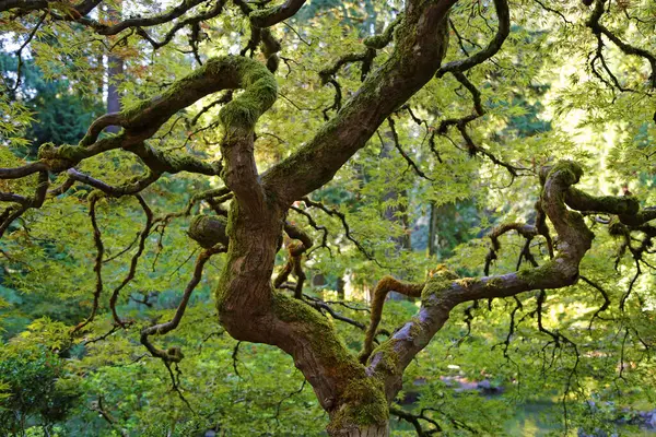 Dalları bükülmüş - Portland Japon Bahçesi, Oregon