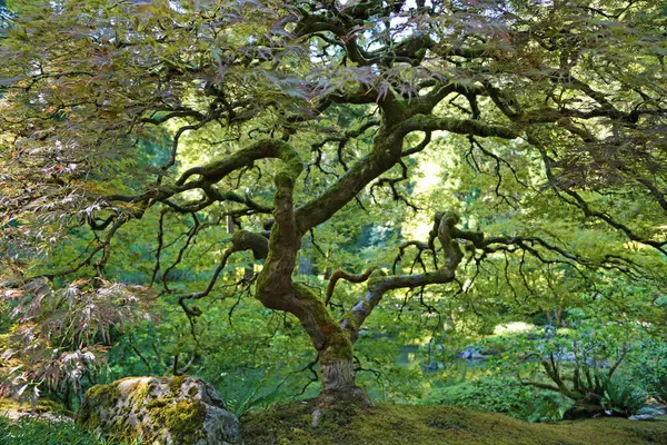 Gezici Göl 'deki Akçaağaç Portland Japon Bahçesi, Oregon