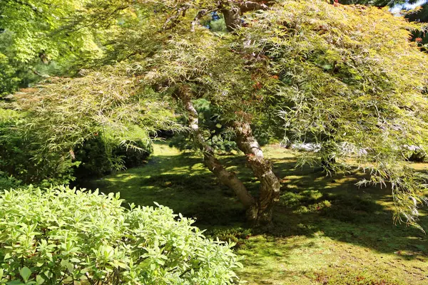 Japon akçaağacı - Portland Japon bahçesi, Oregon