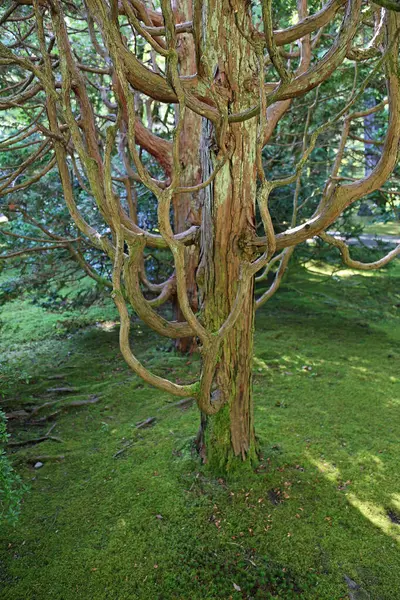 Ölüm ağacı sapı - Portland Japon Bahçesi, Oregon