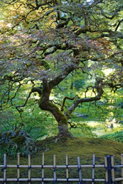 Çit ve ağaç dikey Portland Japon bahçesi, Oregon.