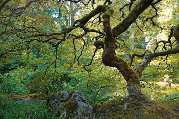 Ağacın dramatik silueti - Portland Japon bahçesi, Oregon