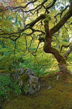 Kaya ve bükülmüş ağaç Portland Japon bahçesi, Oregon
