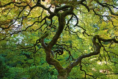Güzel, bükülmüş bir ağaç Portland Japon bahçesi, Oregon