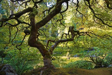 Akçaağaç silueti - Portland Japon bahçesi, Oregon