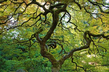 Güzel, bükülmüş akçaağaç Portland Japon bahçesi, Oregon