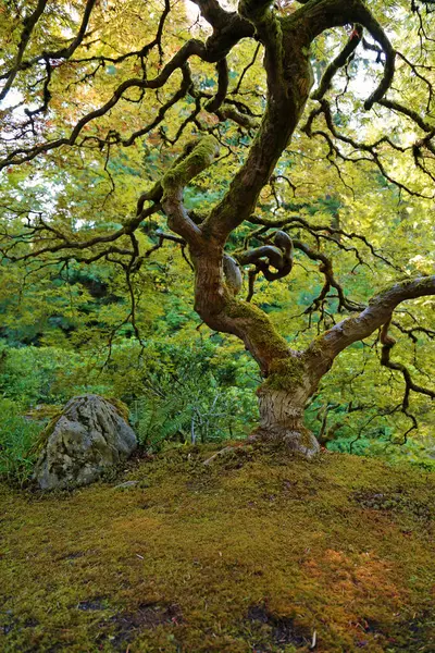 Dikey kaya ve bükülmüş ağaç - Portland Japon bahçesi, Oregon