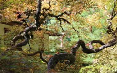 Dalları bükülmüş - Portland Japon Bahçesi, Oregon