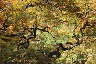 Ağaç taç ve dallar - Portland Japon bahçesi, Oregon