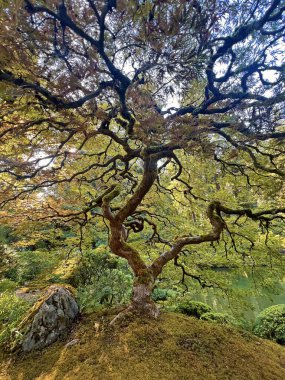 Dikey Hayat Ağacı - Portland Japon Bahçesi, Oregon