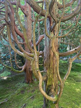 Ölüm ağaçları ve yosunlar Portland Gül Bahçesi, Oregon
