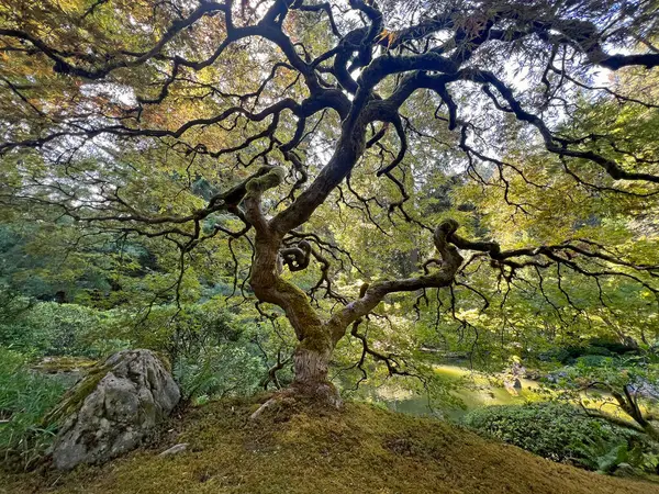 Tepedeki akçaağaç - Portland Japon Bahçesi, Oregon