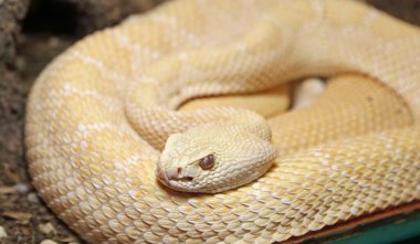 Albino Diamondback Çıngıraklı Yılan - New Mexico