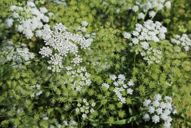 Bahçedeki beyaz maydanoz çiçeği.