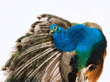 Portrait of a peacock outdoors in front of a white wall