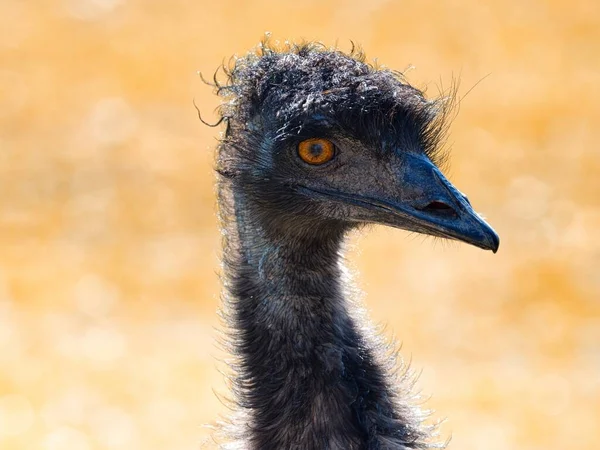 Emu Cabeça Pássaro Pescoço Retrato Lateral — Fotografia de Stock