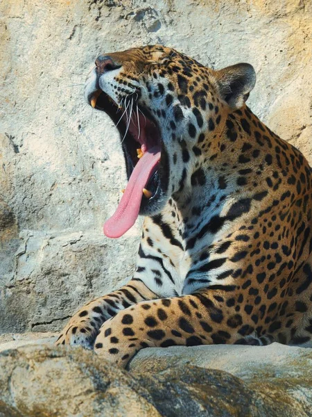 Gäspande Jaguar Utanför — Stockfoto
