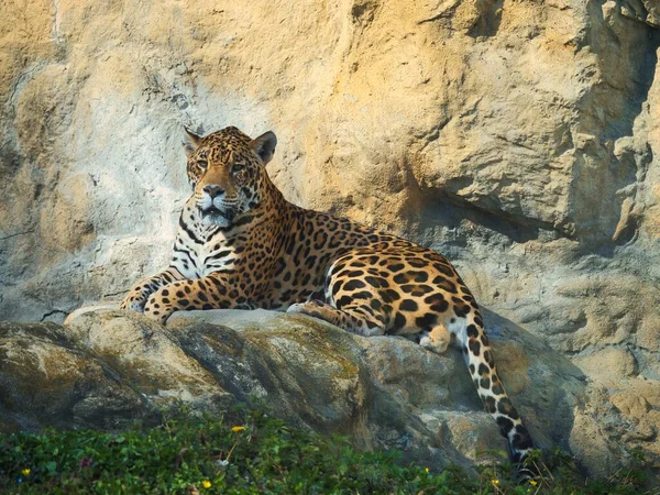 Ein Jaguar Entspannt Sich Tagsüber Auf Einem Felsen — Stockfoto