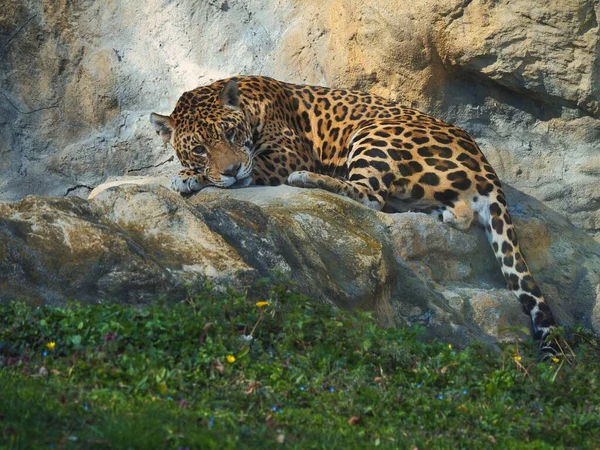 Sebuah Jaguar Santai Atas Batu Pada Siang Hari — Stok Foto
