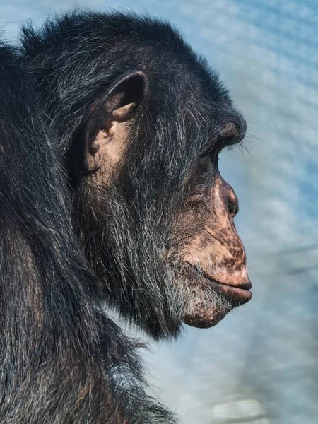 stock image Chimpanzee primate side portrait