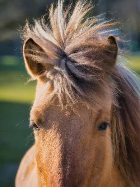 Cavalo Frente Retrato Livre Fechar — Fotografia de Stock
