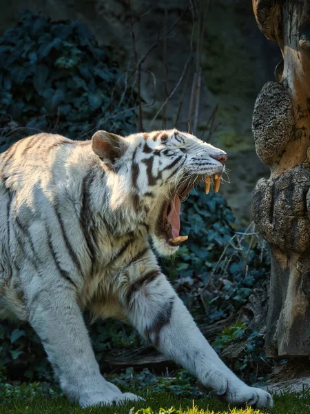 Tigre Blanc Bâillant Extérieur — Photo