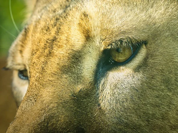 Eye Lioness Outdoors — Stock Photo, Image
