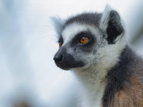 Närbild Porträtt Lemur — Stockfoto