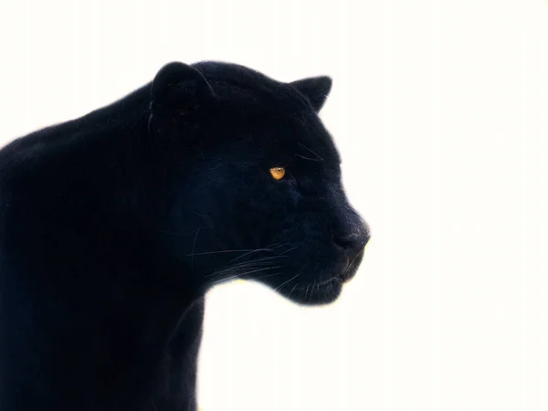 Profiel Portret Van Een Zwarte Jaguar Een Witte Achtergrond — Stockfoto