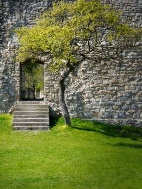 Hainburg Şatosu, Avusturya 'nın yan duvar giriş merdivenleri ve ağaçlarını harabeye çevirdi.